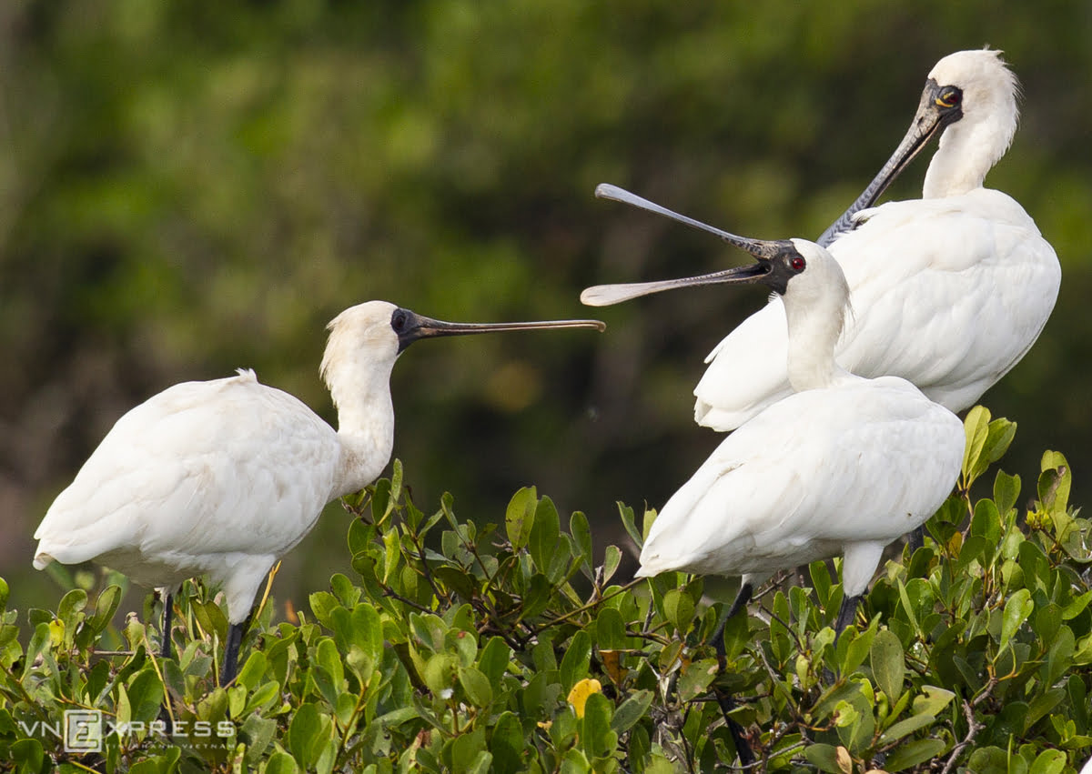 Vietnam Grand Bird Watching Tour 22 Days
